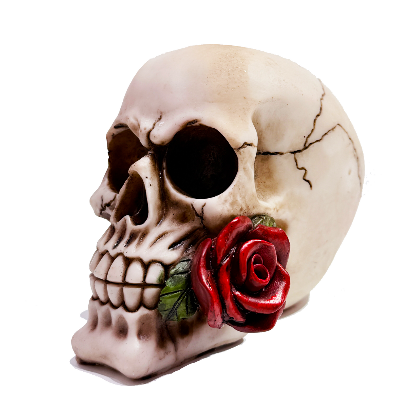 Skull with Roses