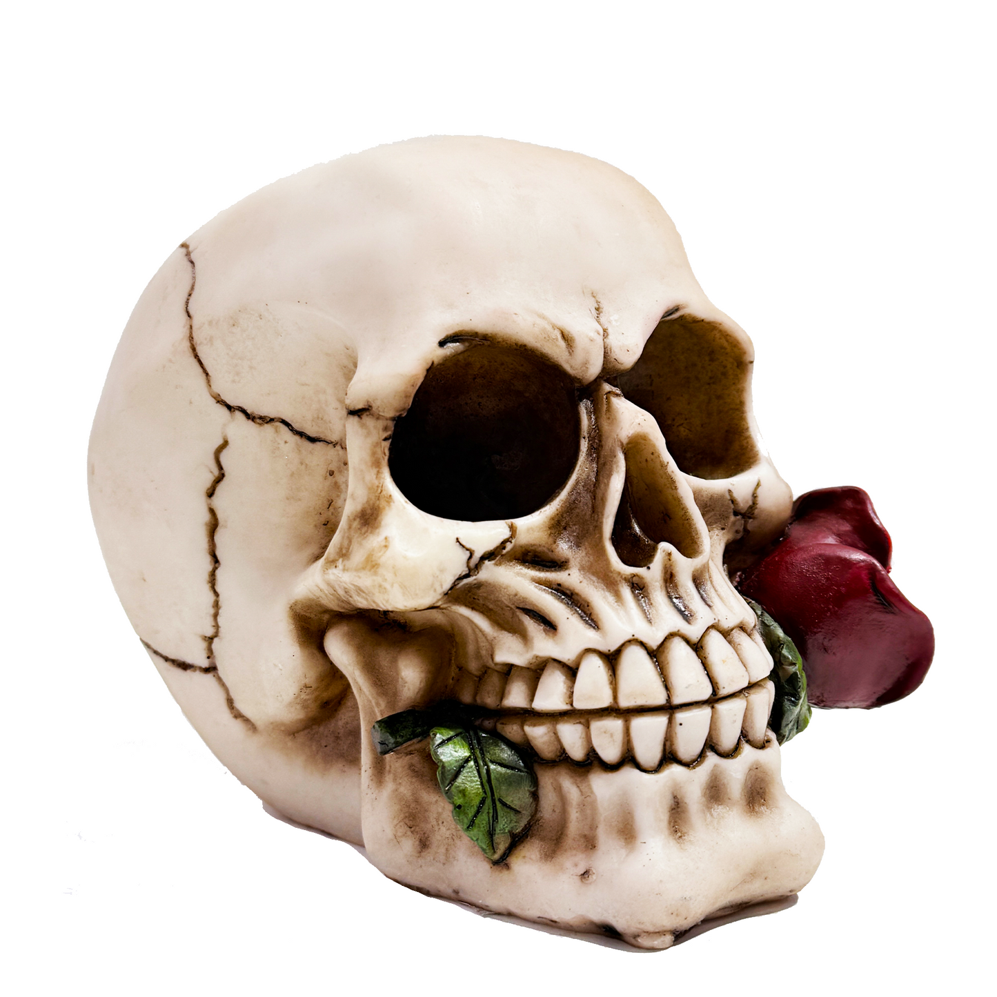 Skull with Roses